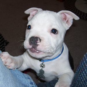 Meet your Posher, Janie